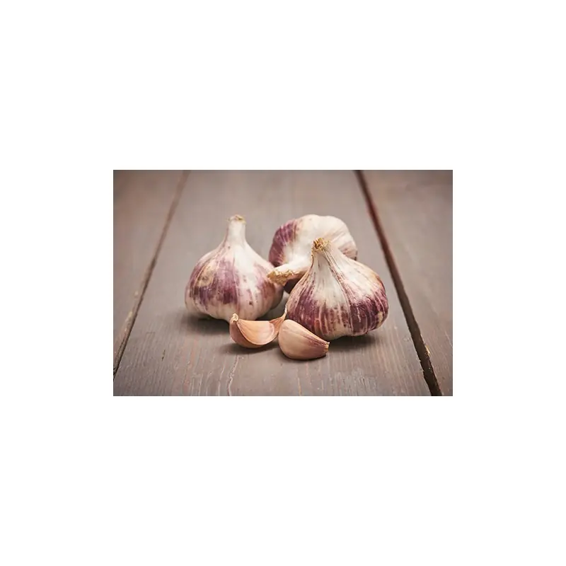 Pas Cher PLANTS D‘AIL VIOLET GERMIDOUR 500G – LES DOIGTS VERTS