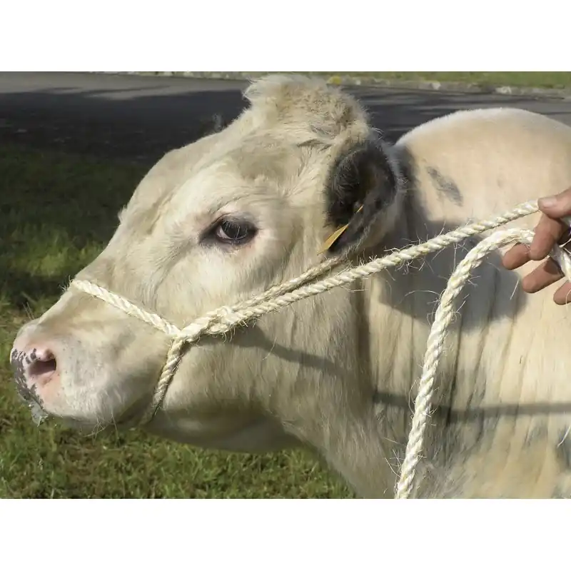Meilleur Choix LONGE MIXTE PP SISAL