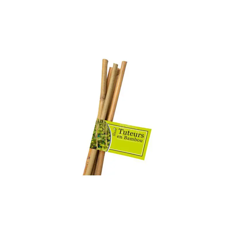 Jusqu'à Épuisement Des Stocks 3 tuteurs en bambou l150cm o10/12mm pour les plantes