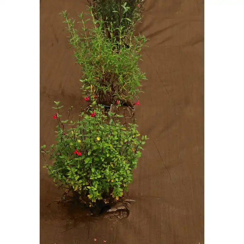 TOILE DE PAILLAGE 1.25X10M – MACXI JARDIN Jusqu&rsquo;à Épuisement Des Stocks