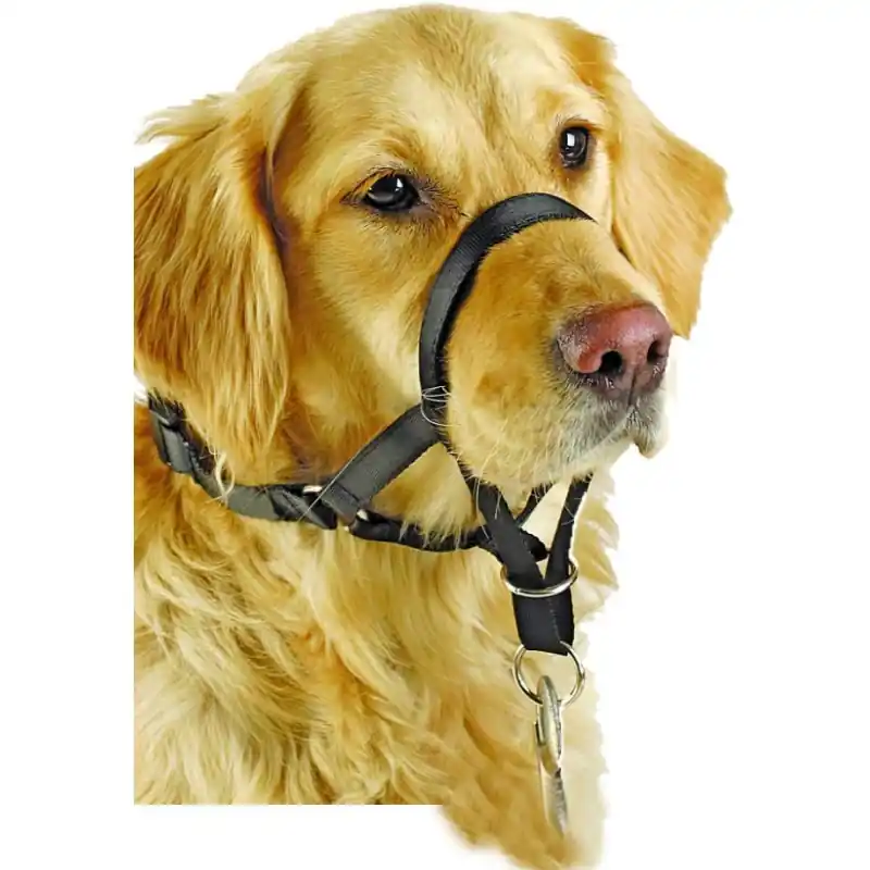 Offre Spéciale COLLIER MUSEAU EDUCATIF CHIEN N7