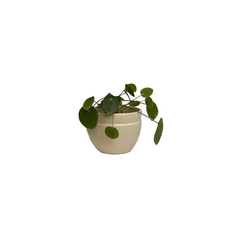 Expédition Rapide Austral creme d16 h13, poterie d‘albi, fait en france