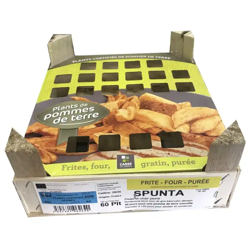 CLAYETTE POMME DE TERRE 60 PLANTS SPUNTA - CALIBRE 28/35 Must-Have