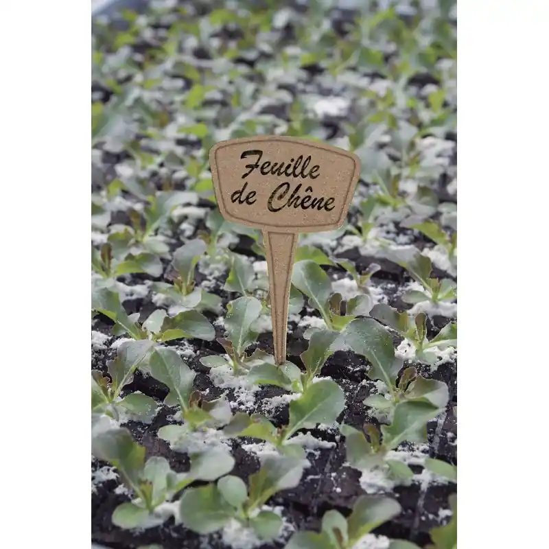 ÉTIQUETTES A PLANTER MISCANTHUS X10 15CM – NORTENE Commander Vite