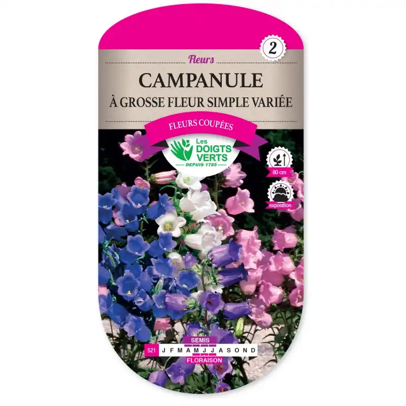 CAMPANULE A GROSSE FLEUR SIMPLE VARIÉE – CATÉGORIE 2 – LES DOIGTS VERTS Prix Bas