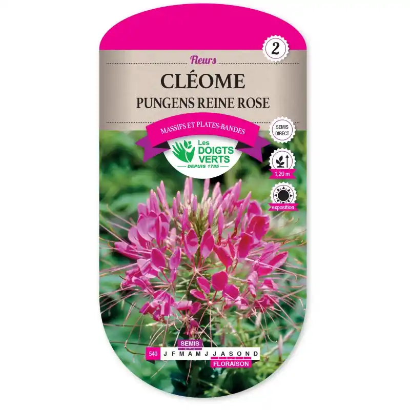 Top Vente CLÉOME PUNGENS REINE ROSE – CATÉGORIE 2 – LES DOIGTS VERTS