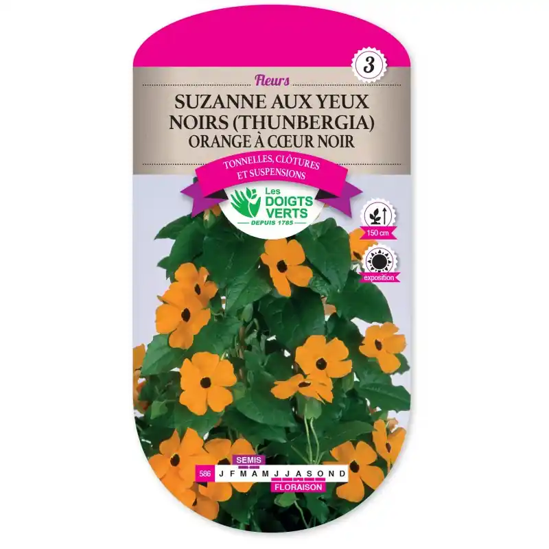 SUZANNE AUX YEUX NOIRS (THUNBERGIA) ORANGE A CŒUR NOIR – CATÉGORIE 3 – LES DOIGTS VERTS Usine Directe