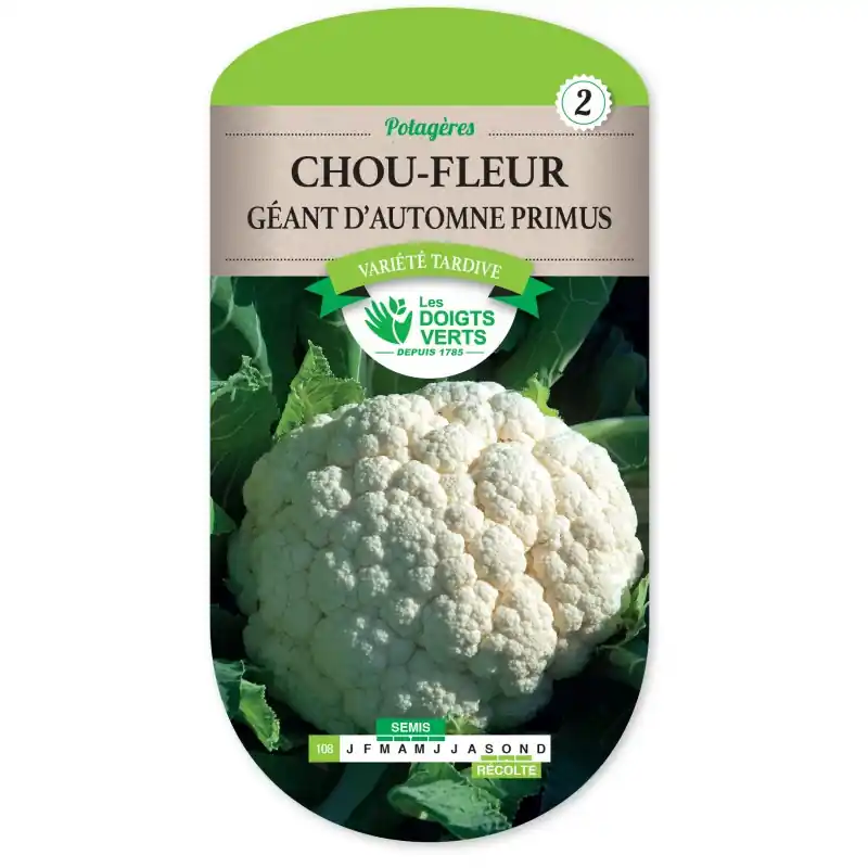 Certifié CHOU-FLEUR GÉANT D‘AUTOMNE PRIMUS – LES DOIGTS VERTS